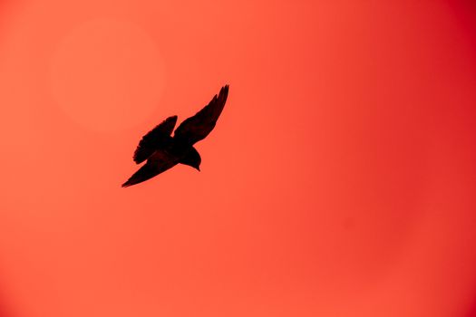 Silhouette of a pigeon flying in the red sky.