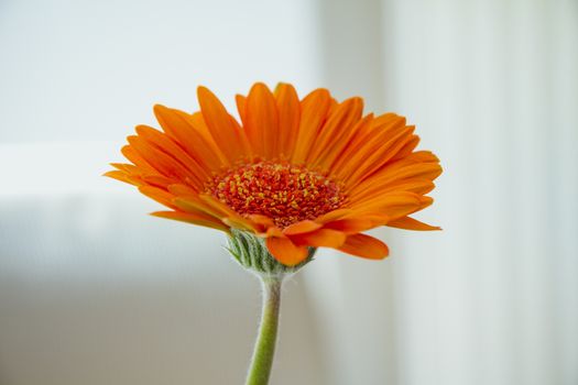 Orange gerbera flower on white background.