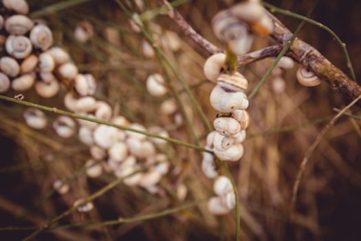 Many snails attached to a branch at sunset in Israel.