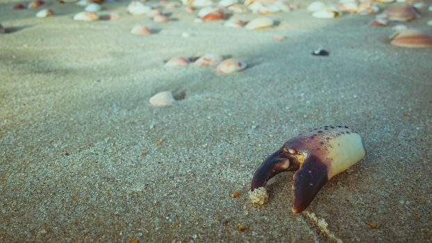 Dead crab claw on the sand at the beach.