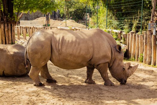 Rhino in the zoo.