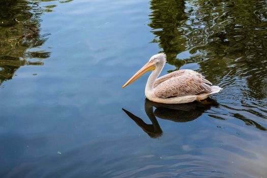 Pelican floating in the lake.