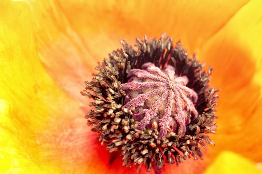Yellow flower background