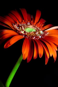 red gerbera flower with water drops on black background