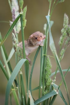 A single solitary harvest mouse climbing up strands of grass and stretching between them upright vertical format