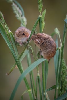 two harvest mice climbing up strands of grass and looking at each other in upright vertical format