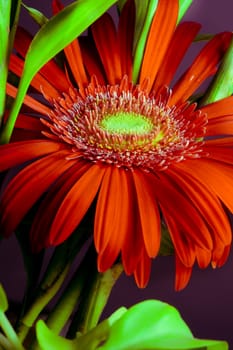 garden flower on a black background
