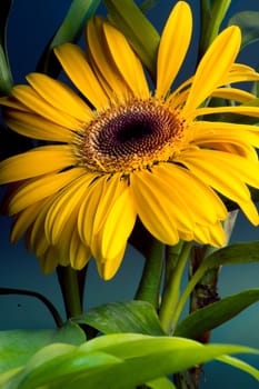 Yellow flower on a black background, in a studio. High key shoot.