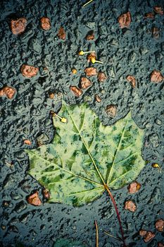 close-up of a fallen leaf on the road on a rainy day