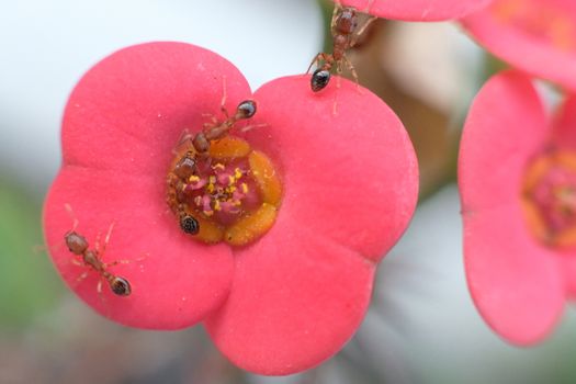 closeup of ant on red flowers in the garden, nature, macro