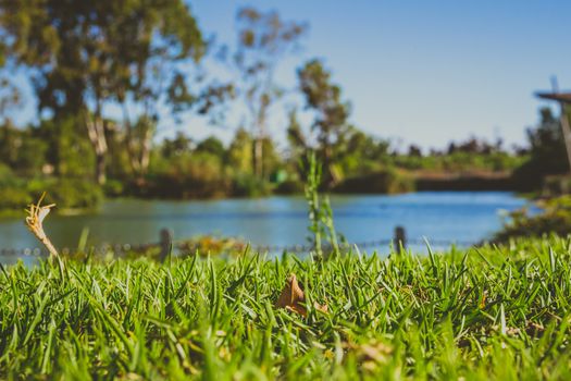 Closeup of green grass in park with blurry background of a pond and trees.
