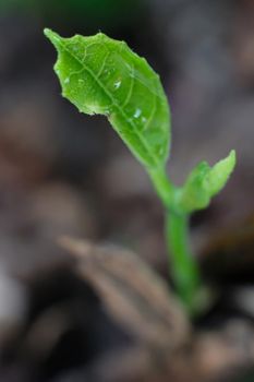 Green sprout growing from seed