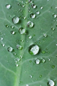Green leaf with drops of water