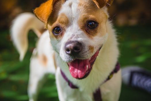 Adorable Jack Russell Terrier dog in the park looking at camera.