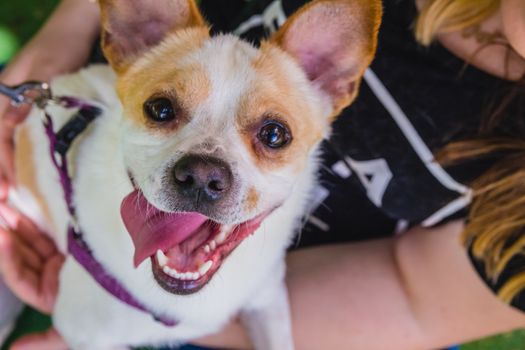 Adorable Jack Russell Terrier dog in the park looking at camera.