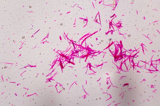 Smooth muscle separate under the microscope - Abstract pink lines on white background.