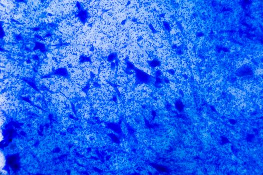 Nerve cell under the microscope - Abstract blue dots on white background.