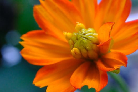 Yellow Flower Macro.
