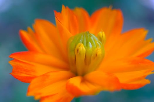 Yellow Flower Macro.