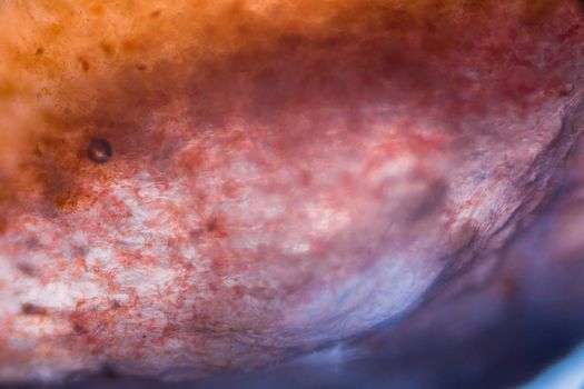 Tomato under the microscope.