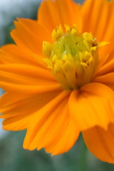 Yellow Flower Macro.