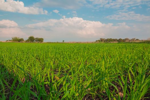 Crops growing in a field in the countryside.