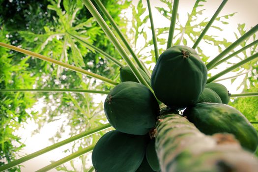 Green papaya fruits hanging on the tree.