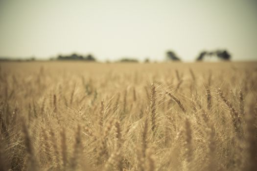 Close up of a golden wheat field.
Blurred background.