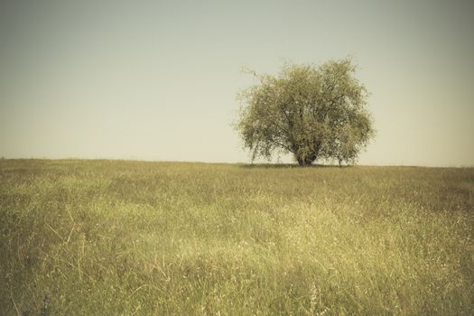Single tree in an open grassy field meadow.