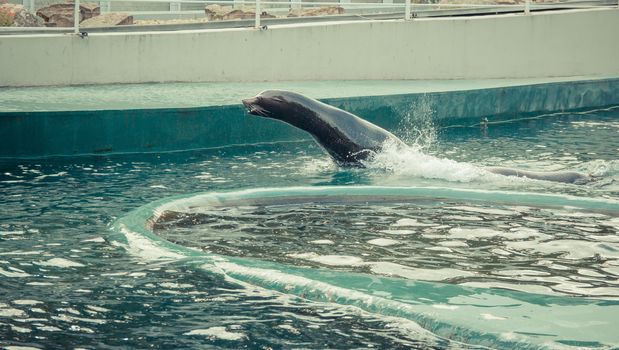 Seals swim and jump into the water at the zoo.