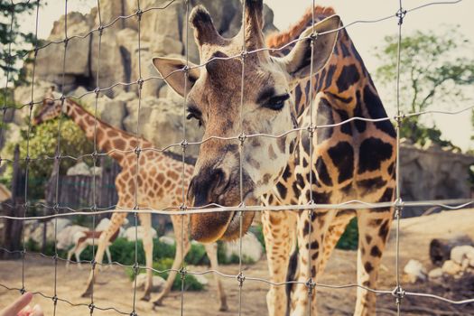 Giraffe bends down and looks into the camera through a fence.