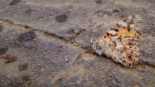 Dead orange butterfly on the pavement.