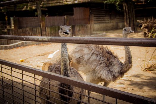 Brown ostrich at the zoo.