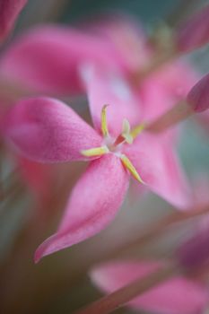 Close up of pink flower