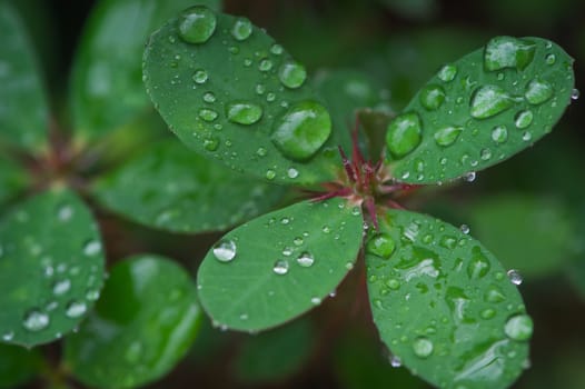 Green leaf with drops of water