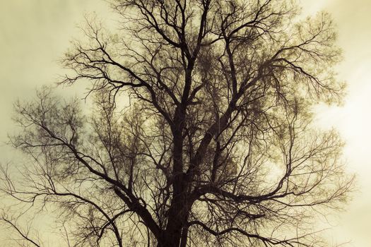 Silhouette of bare tree - yellow tone