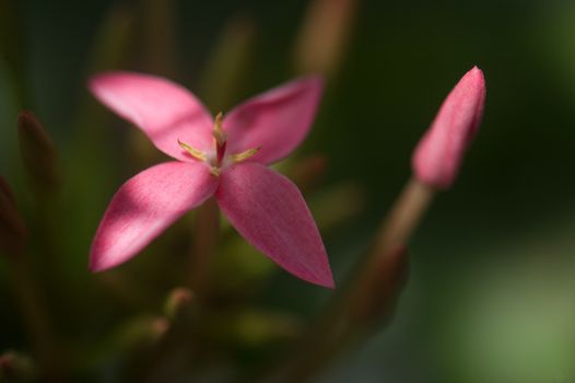 Close up of pink flower