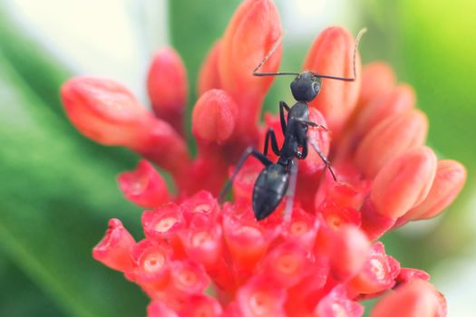 closeup of ant on red flowers in the garden, nature, macro