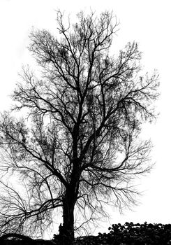Silhouette of bare tree - black and white