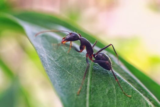 closeup of ant on red flowers in the garden, nature, macro