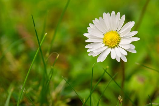 beautiful white flowers in the garden with spring bokeh background