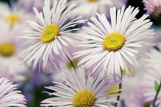 beautiful white flowers in the garden with spring bokeh background