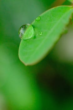 Green leaf with drops of water