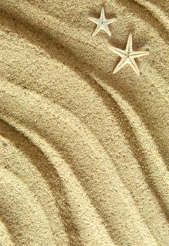 Close up of a starfish shells on beach sand background