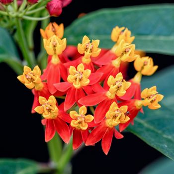 Closeup beautiful and exotic flowers are yellow pollen red petal of Asclepias Curassavica common names Scarlet Milkweed, Blood Flower, Mexican Butterfly Weed and Wild Ipecacuanha