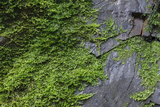 An image of moss growing on a rock near a local waterfall in the Santa Cruz mountain in California.