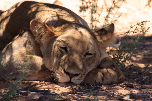 Lions sleeping under trees at Kgalagadi Transfontier Park, South Africa
