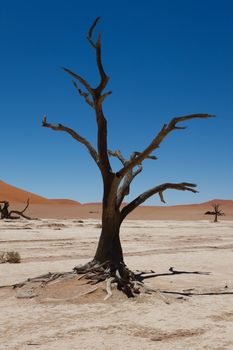 A view from Dead Vlei, Sossusvlei Namibia