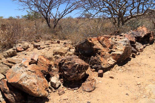 Petrified tree from Khorixas, Namibia