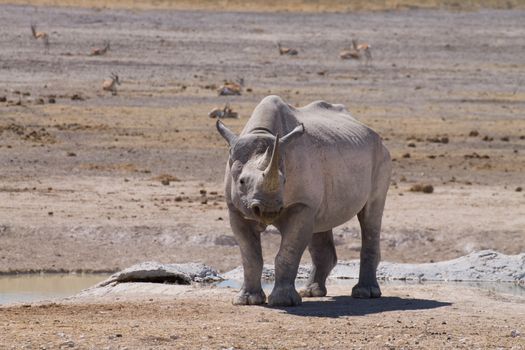 Black rhinoceros from Etosha National Park, Namibia